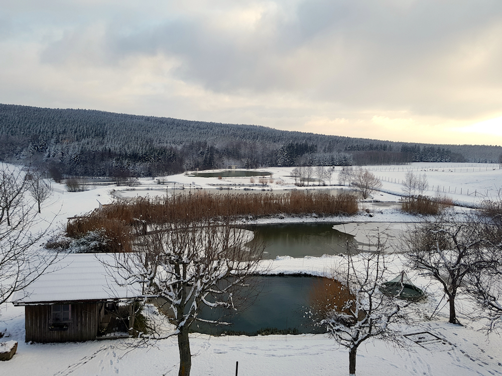 winterliche Aufnahme der Teichanlage