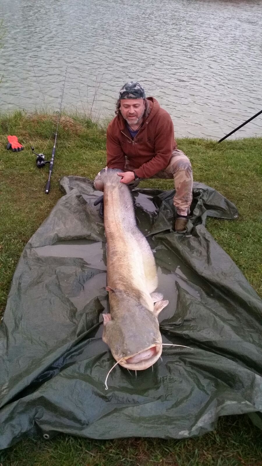 Welsfang am Catch & Release Teich