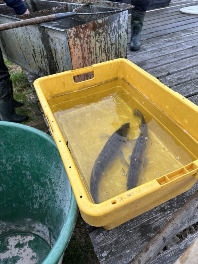 Zander in der Wanne